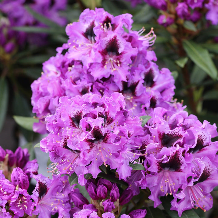 Rhododendron Hybr.'Blaue Jungs' II Foliage Dreams