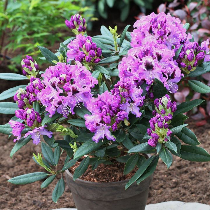 Rhododendron Hybr.'Blaue Jungs' II Foliage Dreams