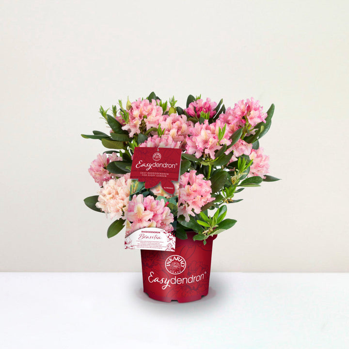 Rhododendron Hybr.'Brasilia' III Foliage Dreams