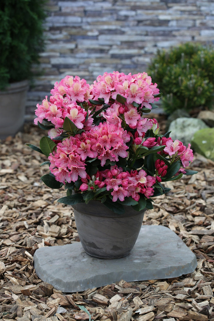 Rhododendron Hybr.'Brasilia' III Foliage Dreams