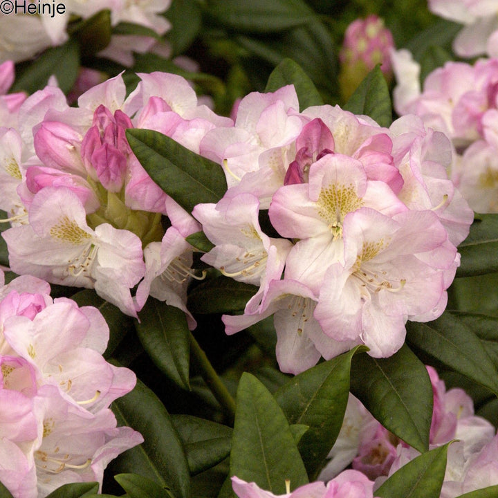Rhododendron Hybr.'Brigitte' III Foliage Dreams
