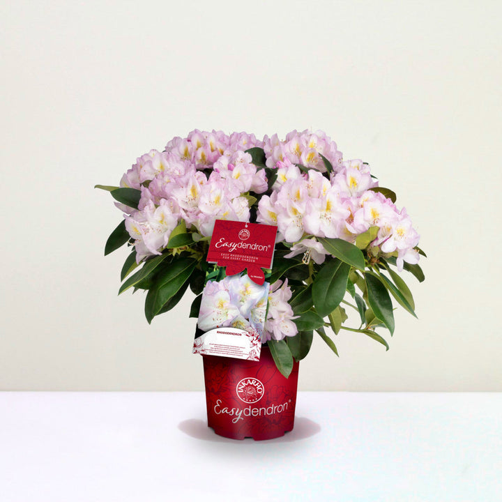 Rhododendron Hybr. 'Brigitte' Foliage Dreams