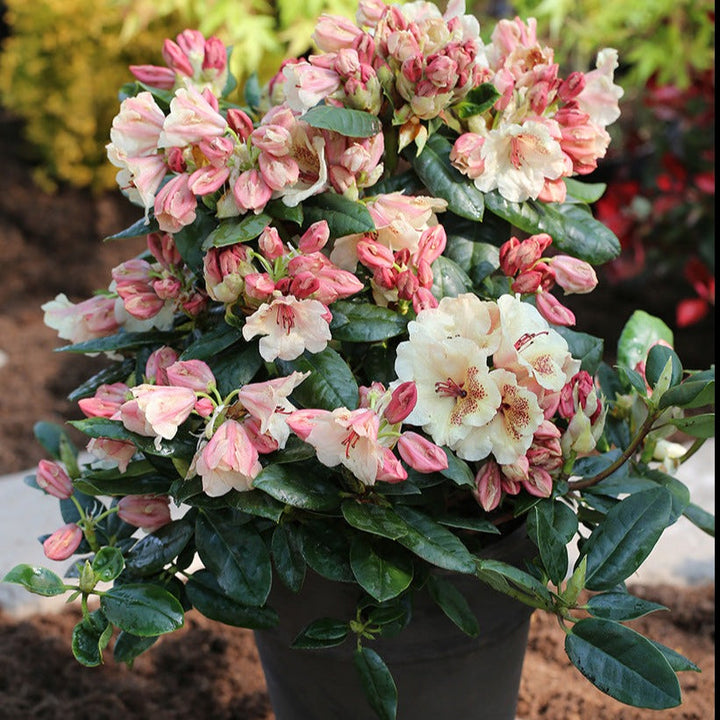 Rhododendron Hybr.'Viscy' III Foliage Dreams