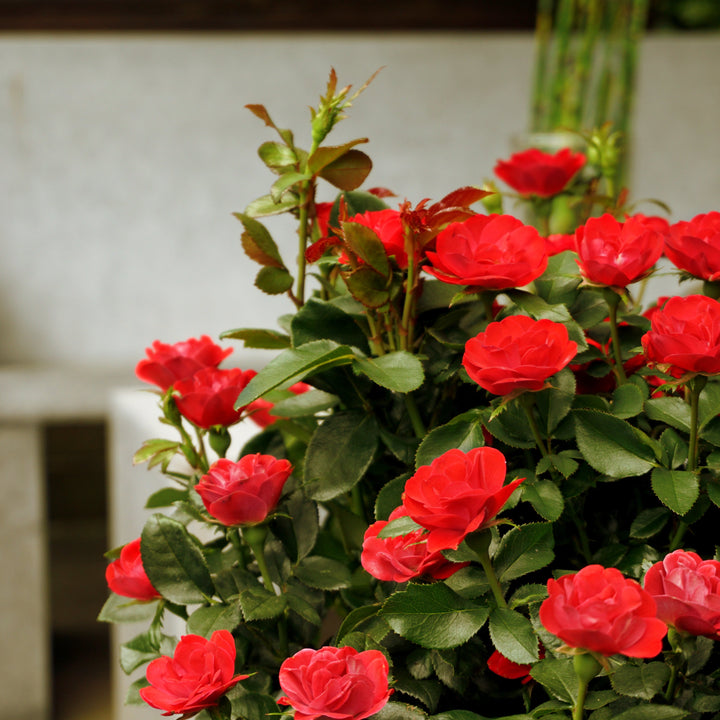 Rose Zepeti Foliage Dreams