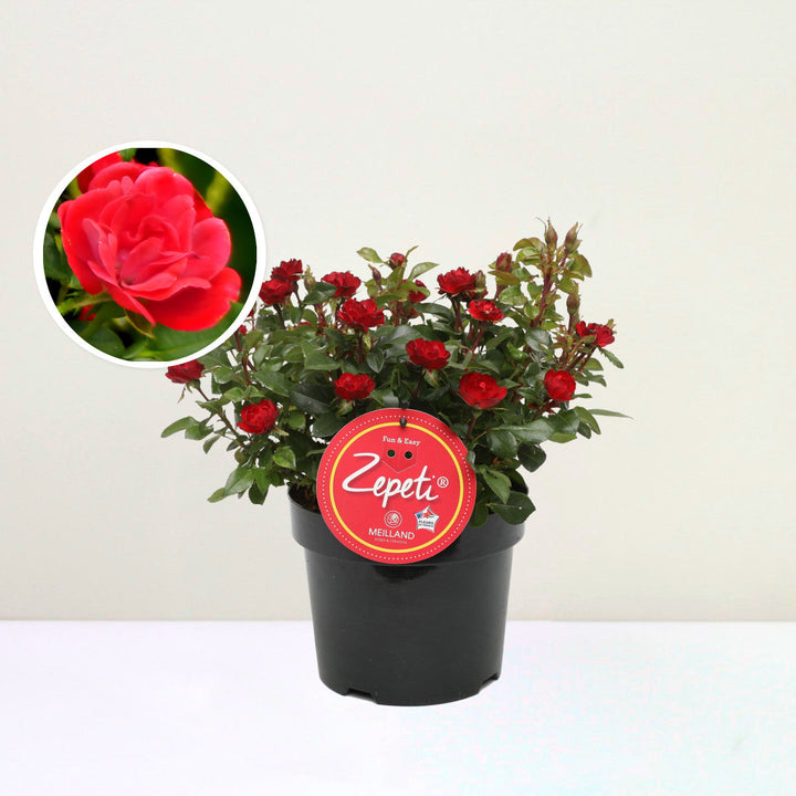 Rose Zepeti® Foliage Dreams