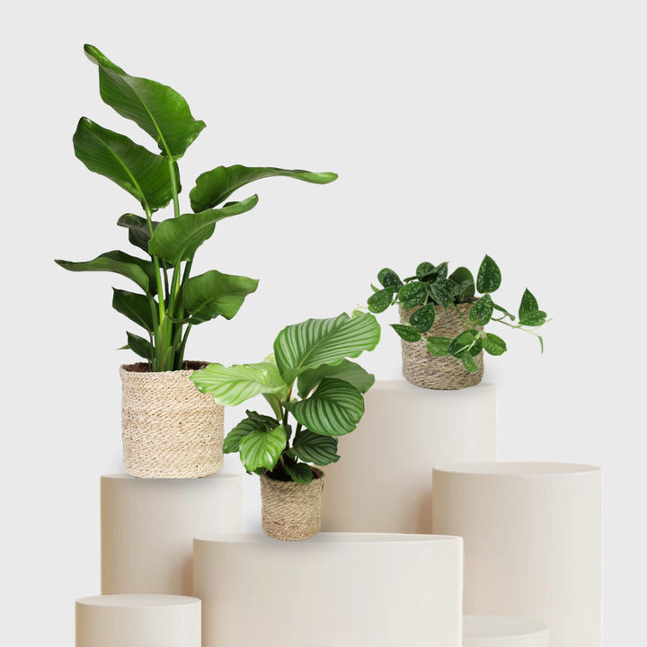 Set 2 Foliage Dreams