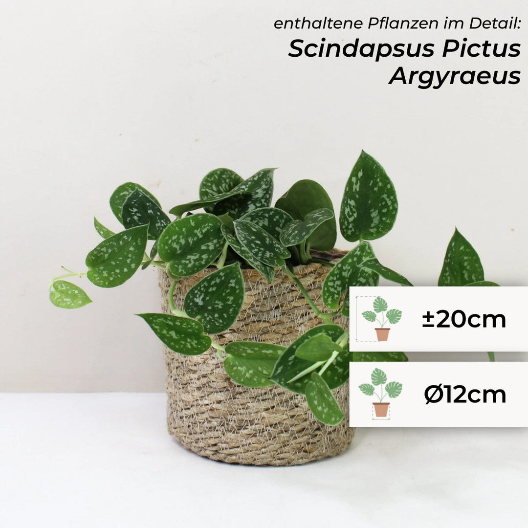 Set 2 Foliage Dreams