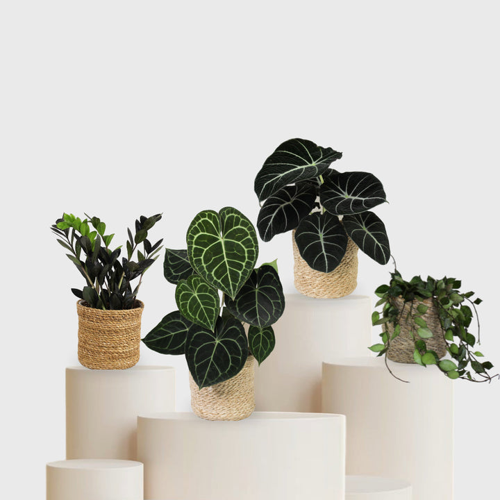 Set 4 Foliage Dreams