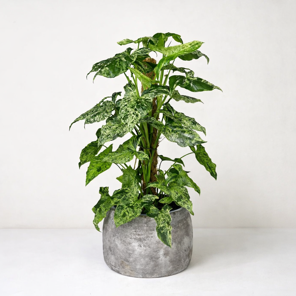 Syngonium Mottled Arrowhead 'Mojito' L Foliage Dreams
