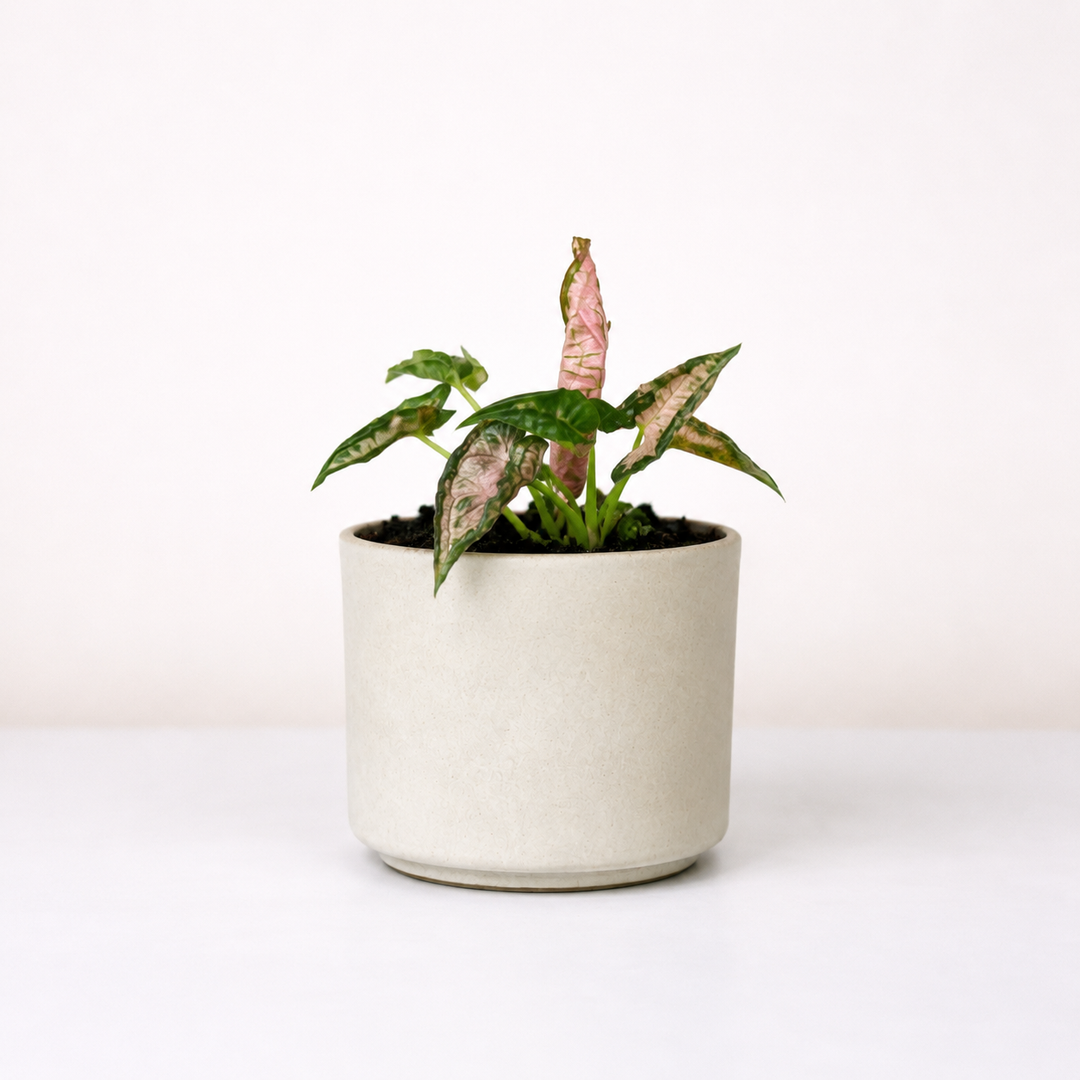 Syngonium Pink Rolli Foliage Dreams