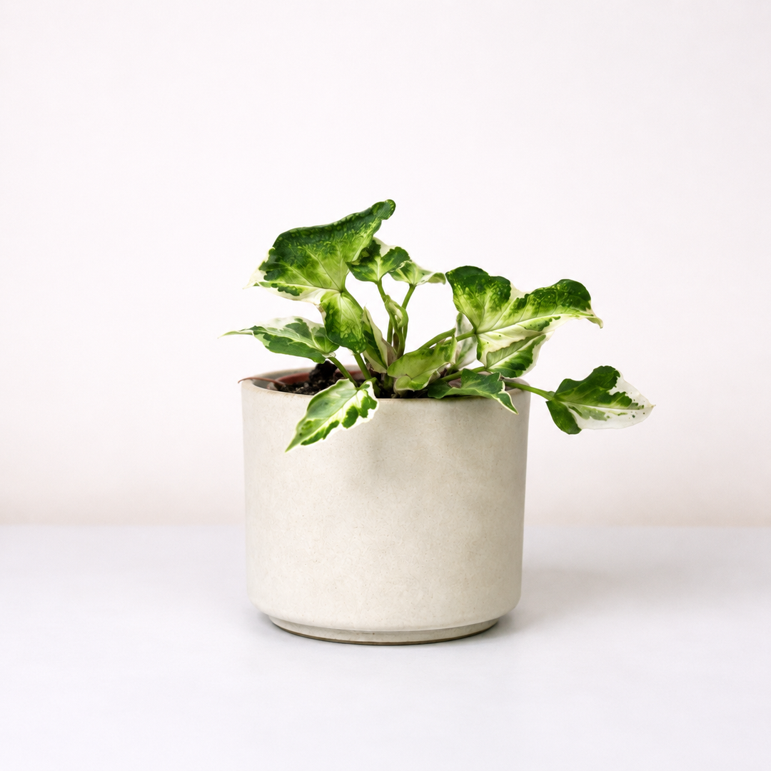 Syngonium Starlite Foliage Dreams
