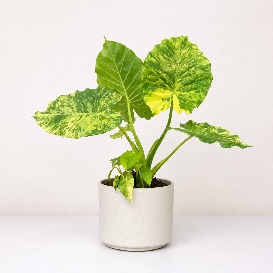 TikTok Live Deal 2 - Pflanze 4 - A. Gageana aurea Foliage Dreams