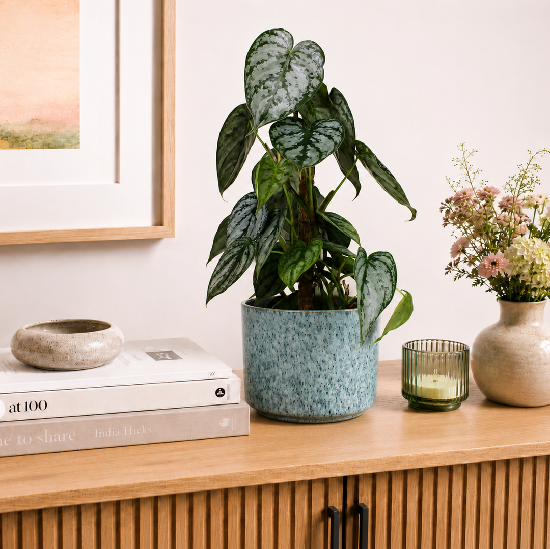 Übertopf Calma – Ocean | Premium Shine Glaze Foliage Dreams