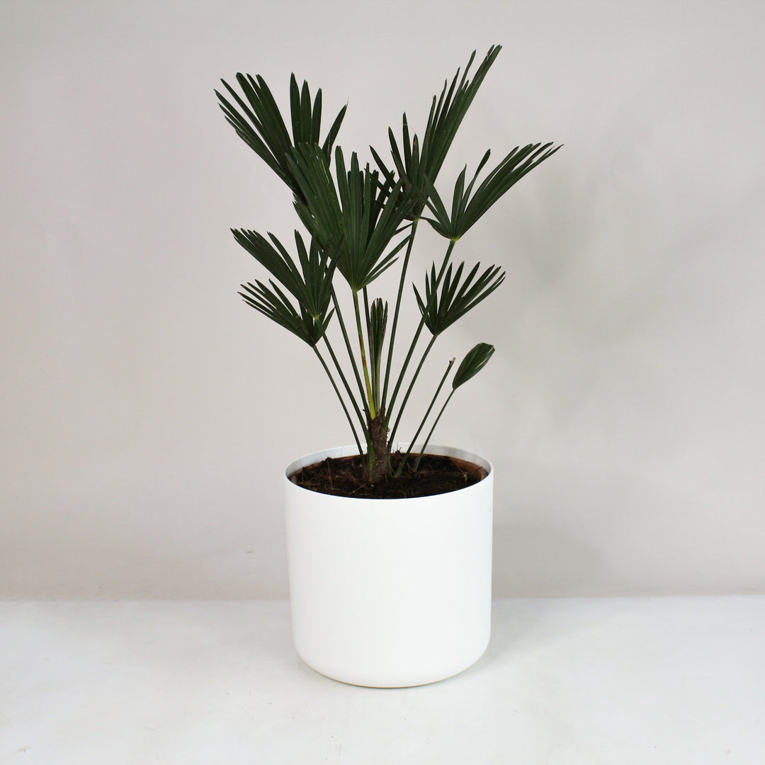 Wagnerpalme (Trachycarpus Wagnerianus) Foliage Dreams