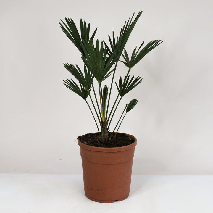 Wagnerpalme (Trachycarpus Wagnerianus) Foliage Dreams