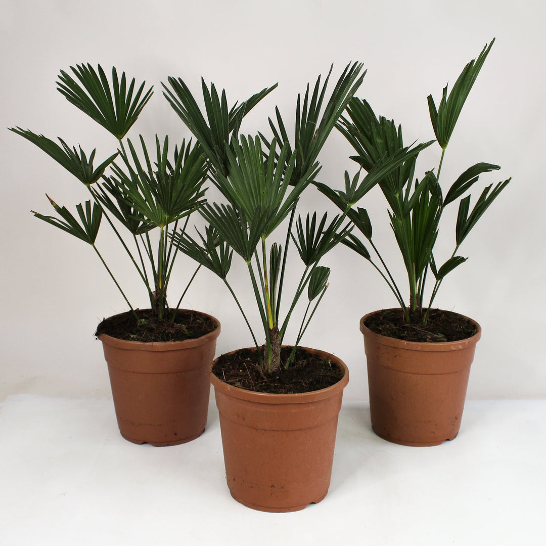 Wagnerpalme (Trachycarpus Wagnerianus) Foliage Dreams