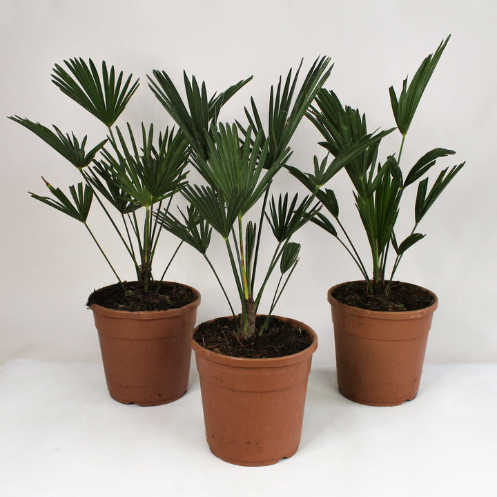 Wagnerpalme (Trachycarpus Wagnerianus) Foliage Dreams