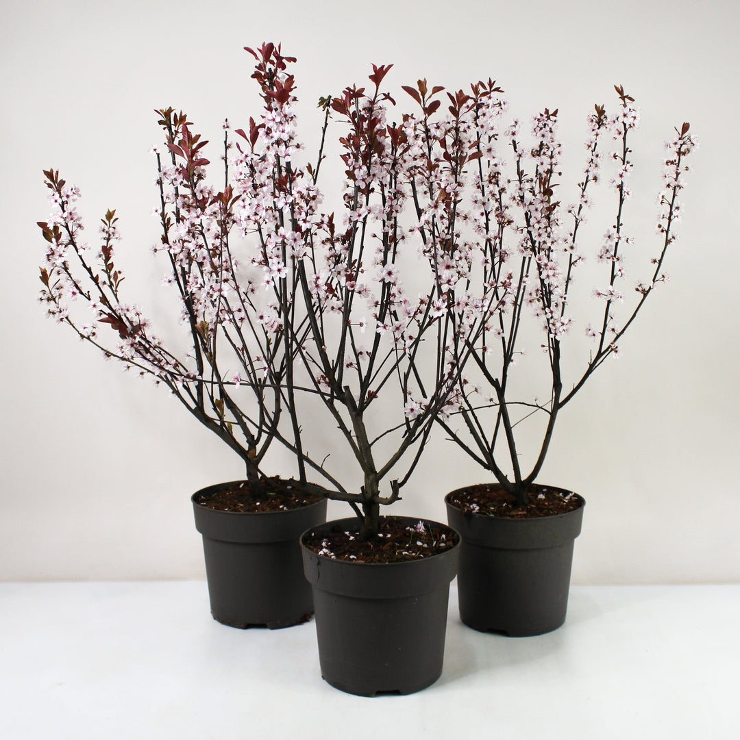 Zwerg-Blutpflaume - Prunus cistena Foliage Dreams