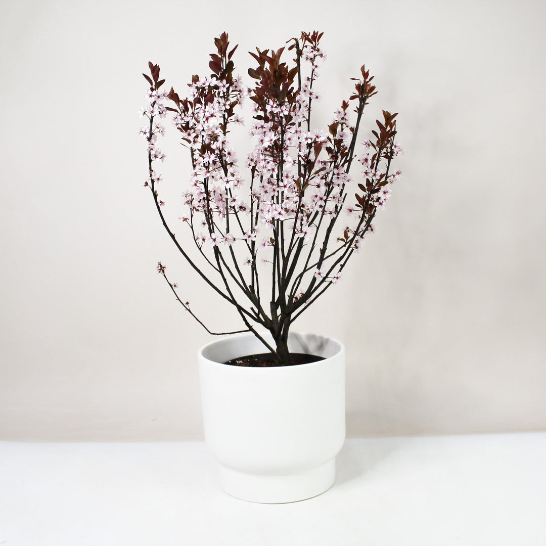 Zwerg-Blutpflaume - Prunus cistena Foliage Dreams