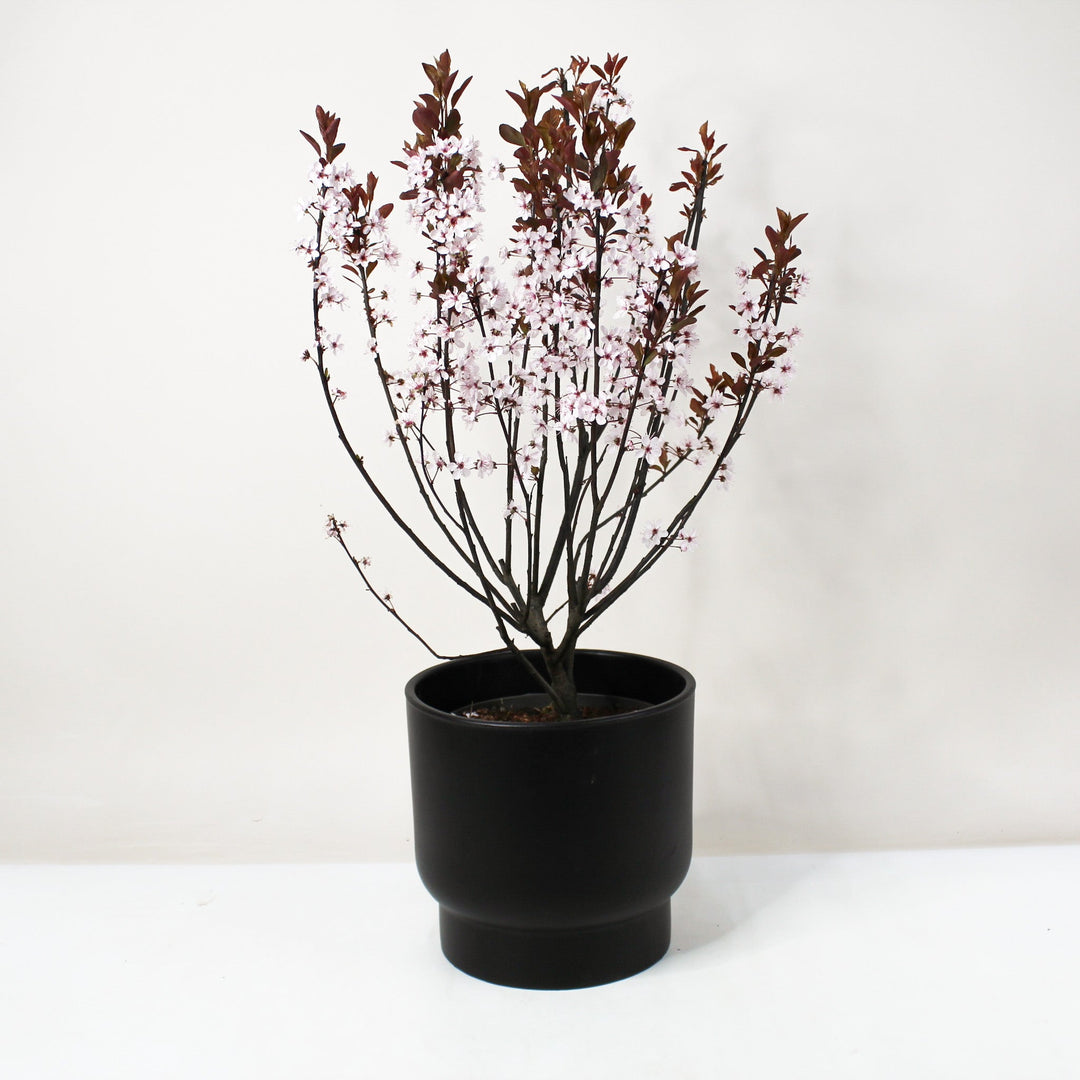 Zwerg-Blutpflaume - Prunus cistena Foliage Dreams