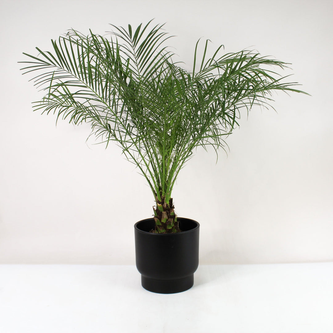 Zwerg-Dattelpalme (Phoenix Roebelenii) Foliage Dreams