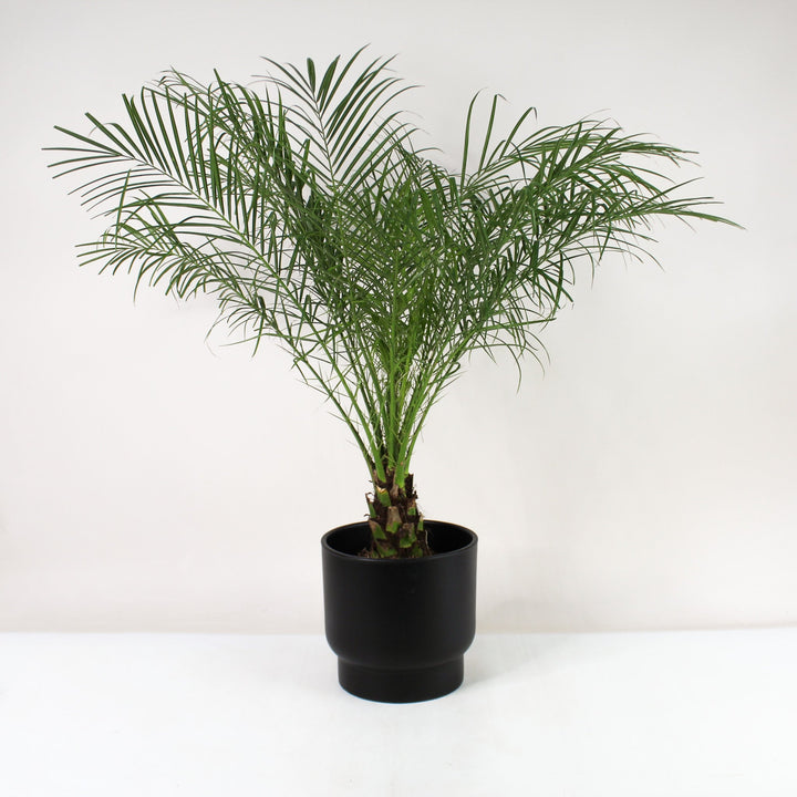 Zwerg-Dattelpalme (Phoenix Roebelenii) Foliage Dreams