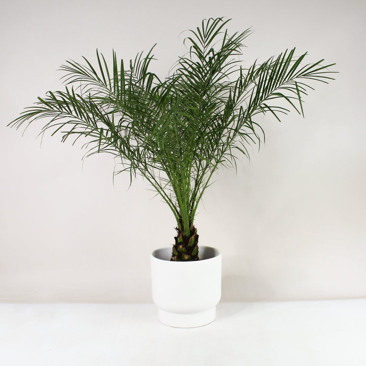 Zwerg-Dattelpalme (Phoenix Roebelenii) Foliage Dreams