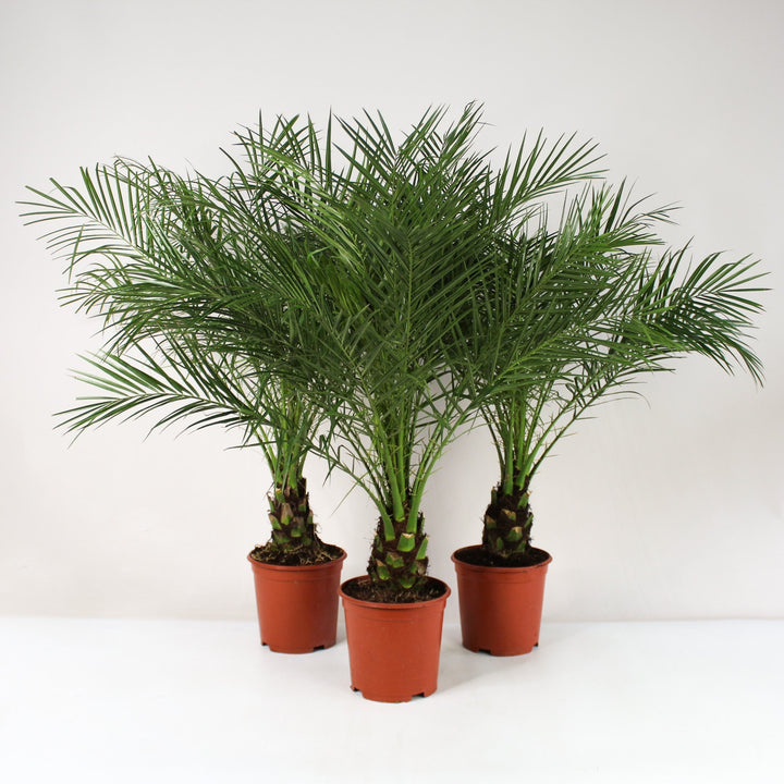 Zwerg-Dattelpalme (Phoenix Roebelenii) Foliage Dreams