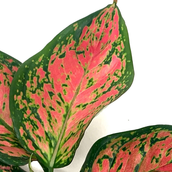 Aglaonema spotted star Foliage Dreams