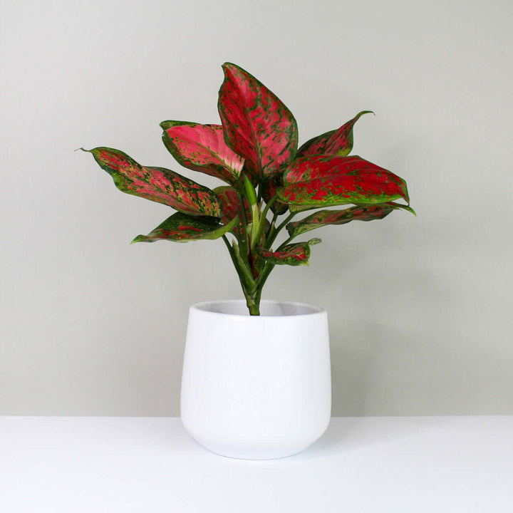 Aglaonema spotted star Foliage Dreams