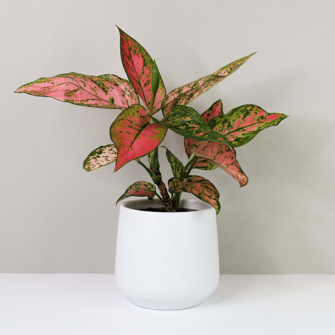 Aglaonema spotted star Foliage Dreams