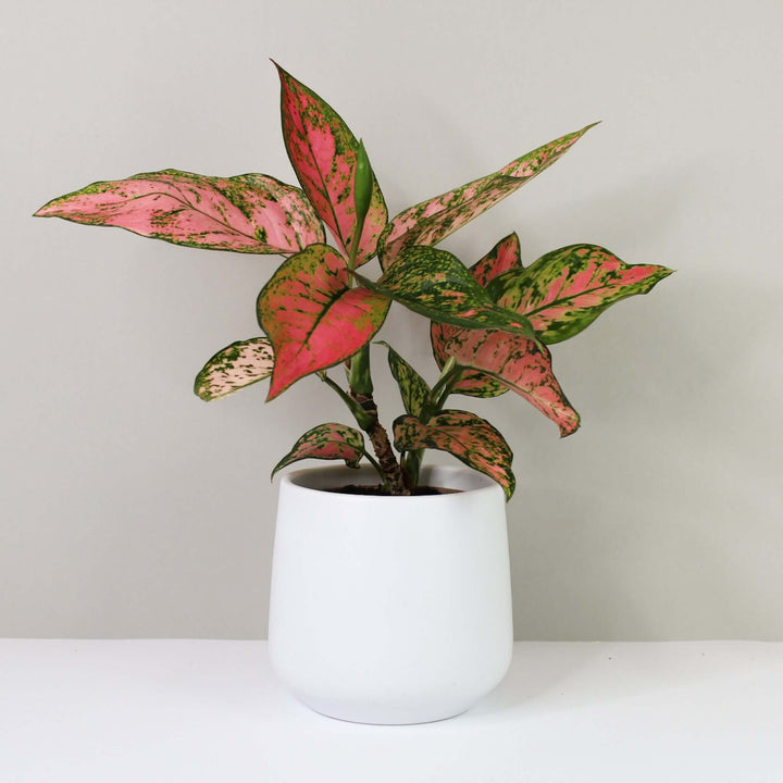 Aglaonema spotted star Foliage Dreams