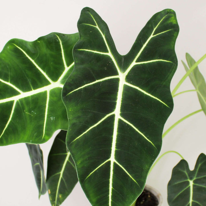 Alocasia Micholitziana 'Frydek' Foliage Dreams