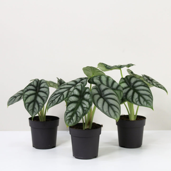 Alocasia Silver Dragon (Elefantenohr) Foliage Dreams