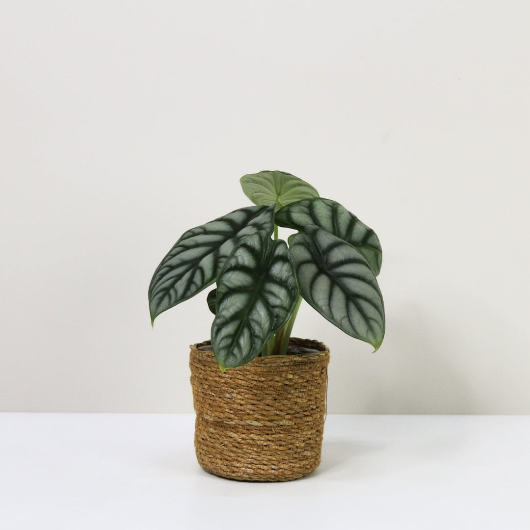 Alocasia Silver Dragon (Elefantenohr) M / Korb braun Foliage Dreams