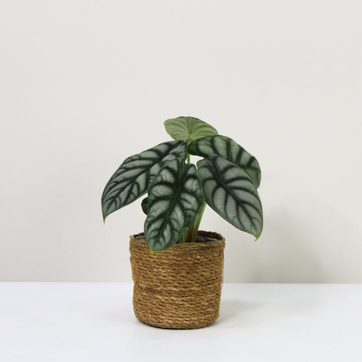 Alocasia Silver Dragon (Elefantenohr) M / Korb braun Foliage Dreams