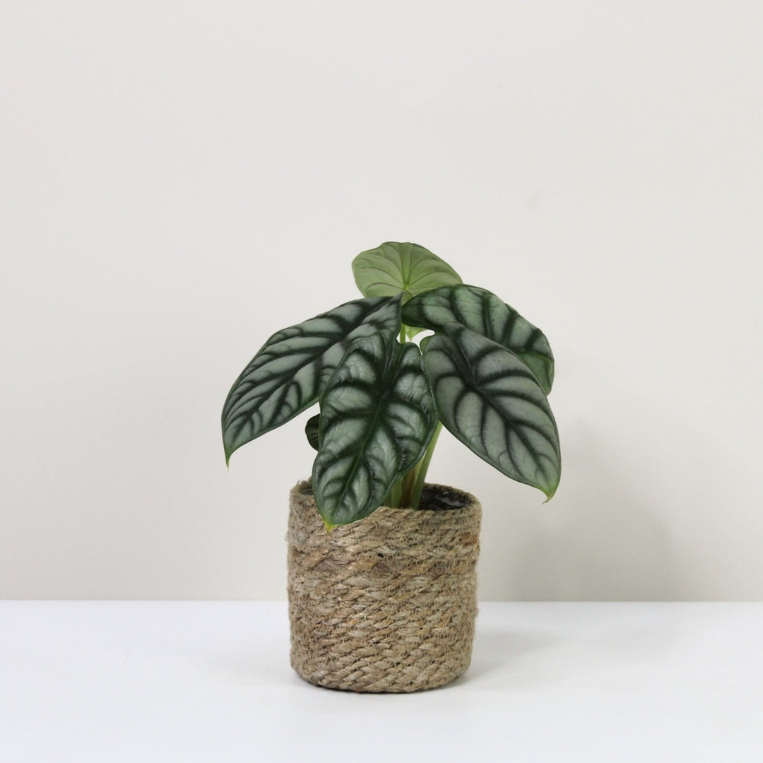 Alocasia Silver Dragon (Elefantenohr) M / Korb creme Foliage Dreams