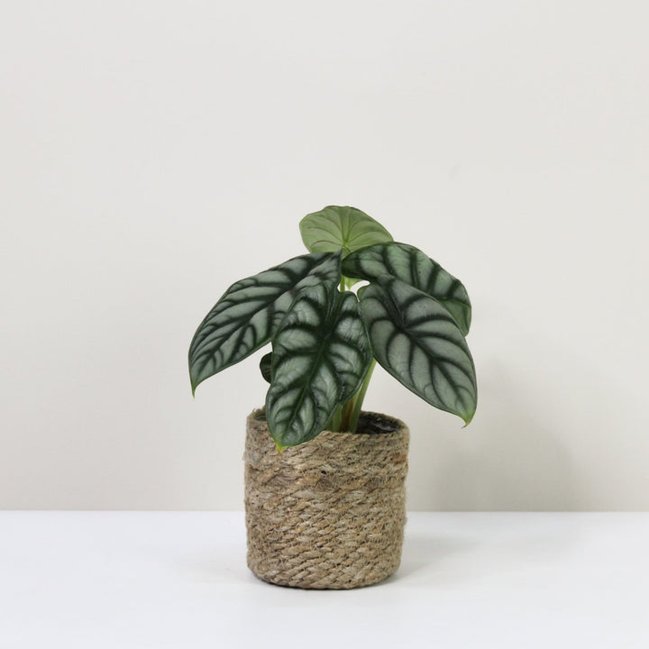 Alocasia Silver Dragon (Elefantenohr) M / Korb creme Foliage Dreams