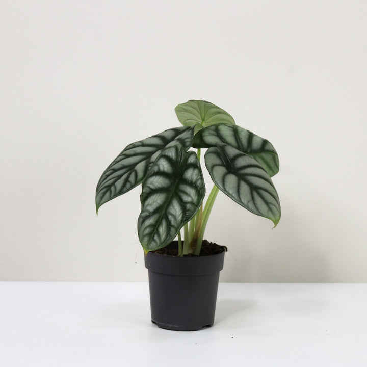 Alocasia Silver Dragon (Elefantenohr) M / ohne Übertopf Foliage Dreams