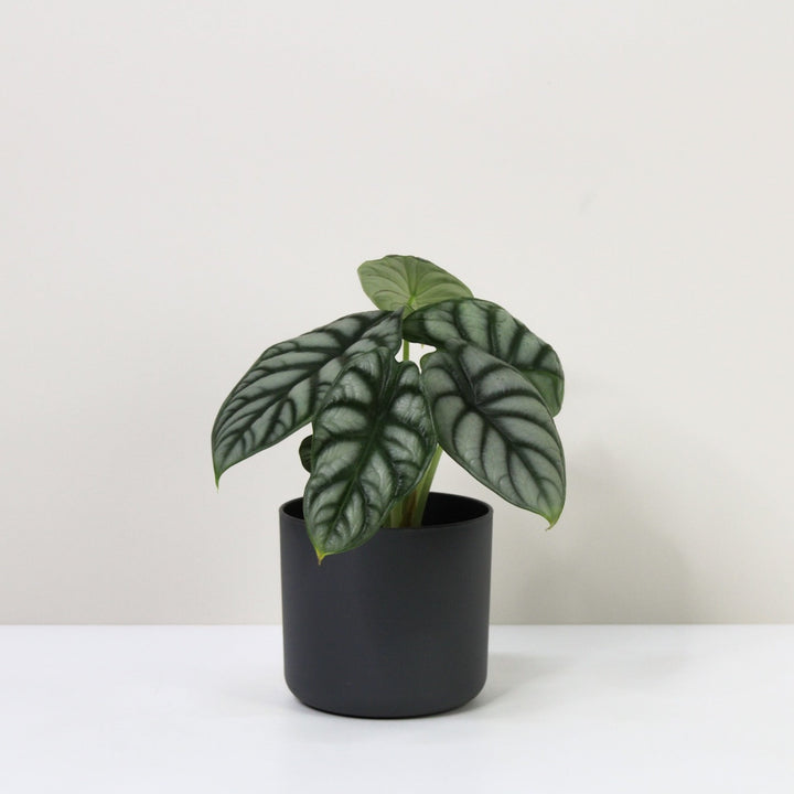 Alocasia Silver Dragon (Elefantenohr) M / Topf anthrazit Foliage Dreams