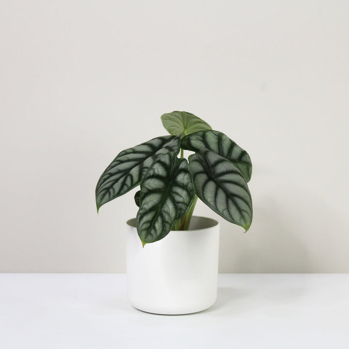 Alocasia Silver Dragon (Elefantenohr) M / Topf weiß Foliage Dreams