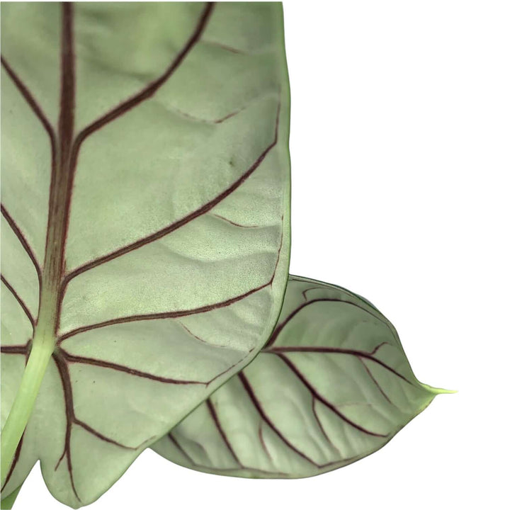 Alocasia Silver Dragon Foliage Dreams