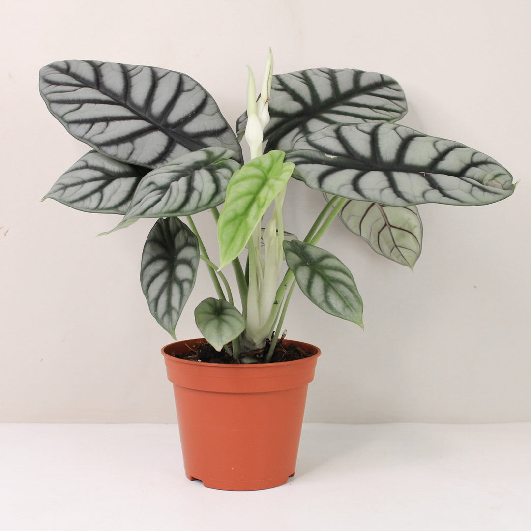 Alocasia Silver Dragon Foliage Dreams