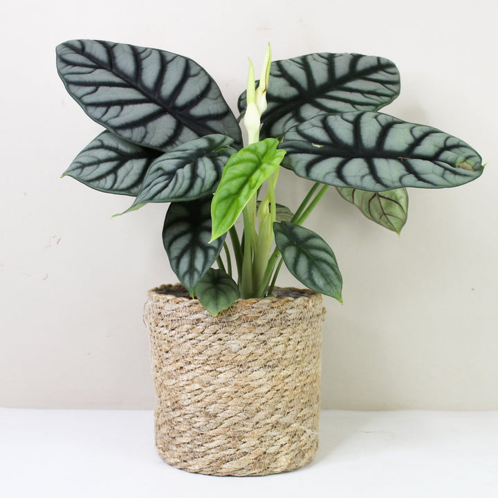 Alocasia Silver Dragon Foliage Dreams