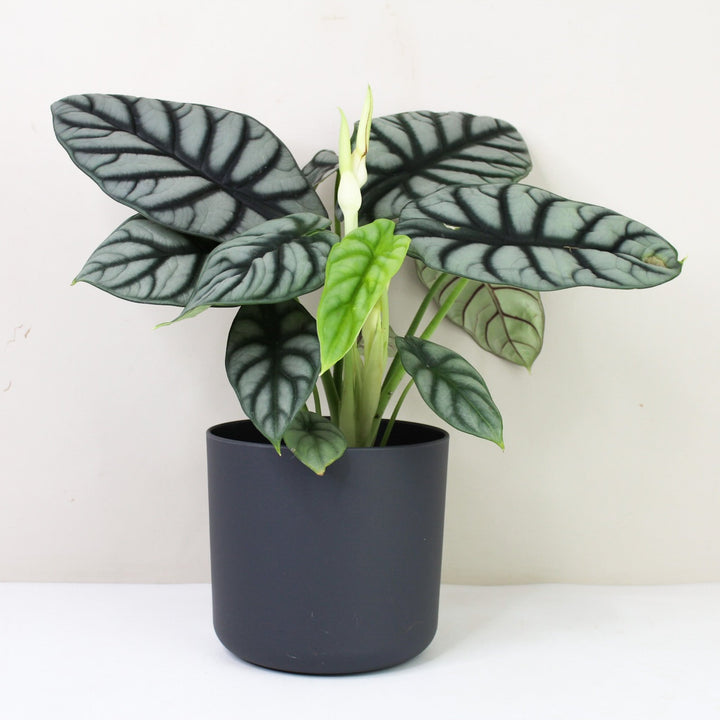 Alocasia Silver Dragon Foliage Dreams