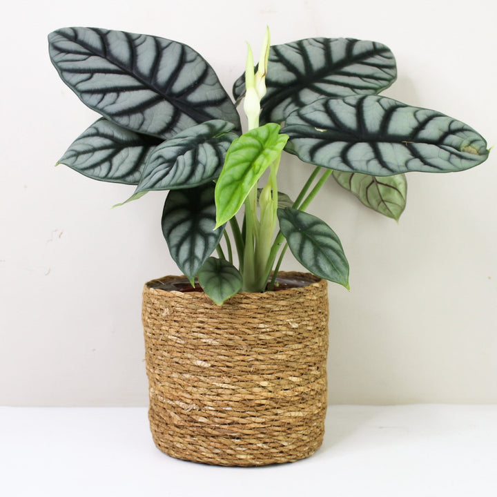 Alocasia Silver Dragon Foliage Dreams