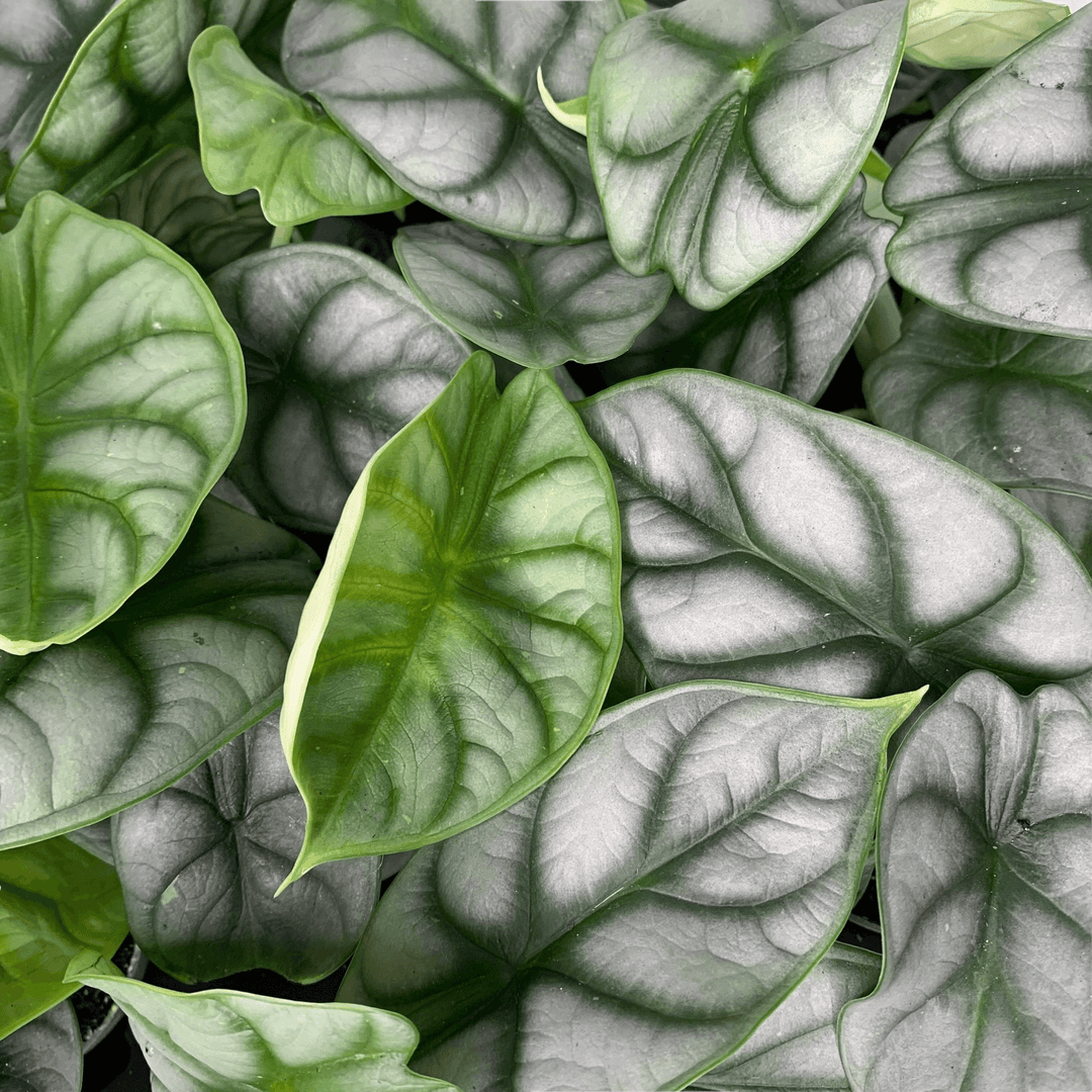 Alocasia Silver Dragon - young plant Foliage Dreams