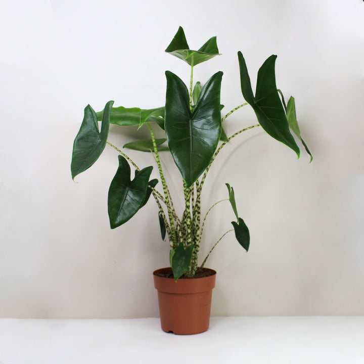 Alocasia Zebrina XL Foliage Dreams