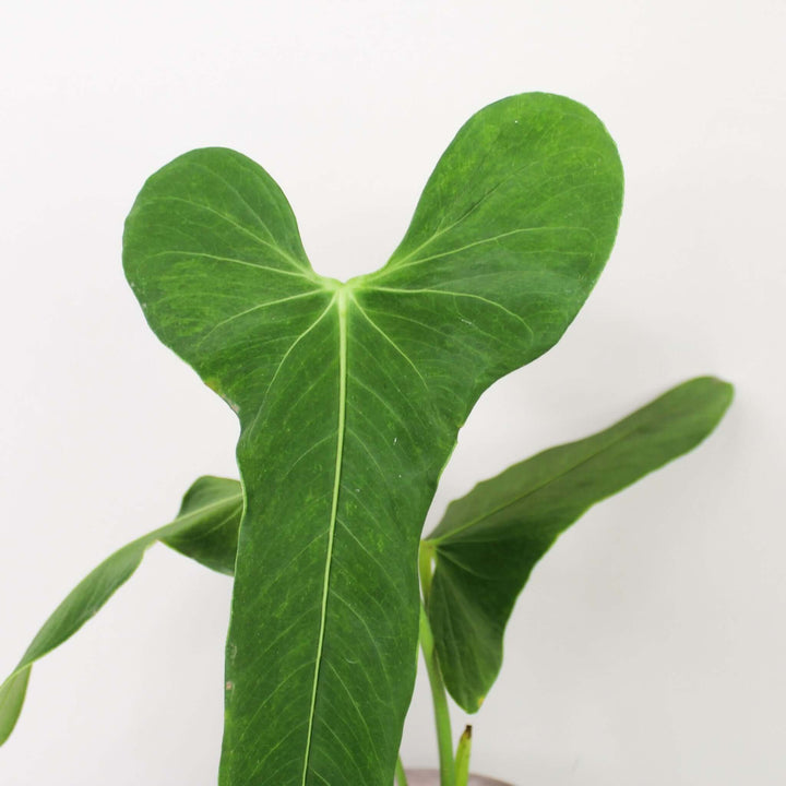 Anthurium Argyrostachyum 'Velvet' Foliage Dreams