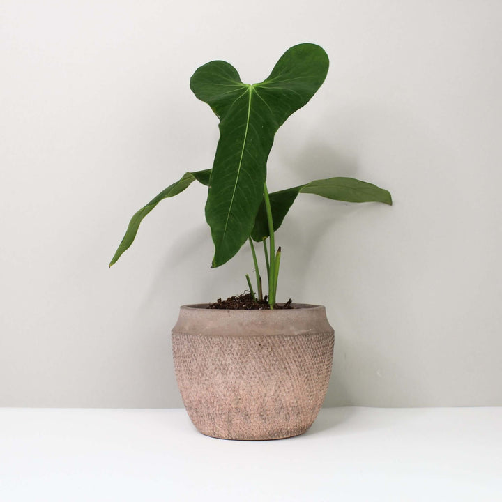 Anthurium Argyrostachyum 'Velvet' Foliage Dreams